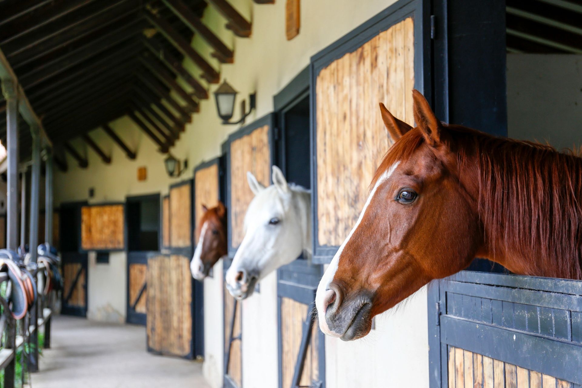 A thoroughbred horse looking over wooden stable doors